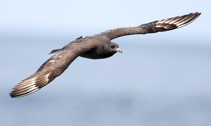 Pomarine Jaeger